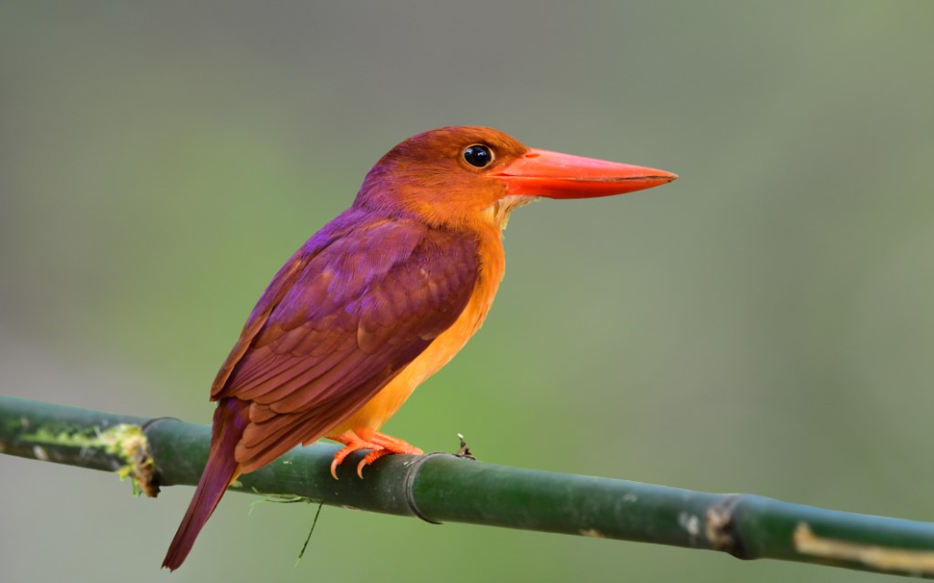 Ruddy Kingfisher